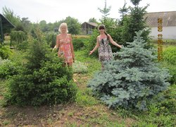 Розсадник декоративних і лісових культур в урочищі ,,Дальницький ліс,, Великодолинського ЛГ